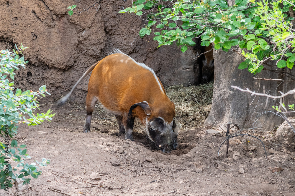 Red River Boar at the Zoo in Colorado Springs, Colorado. Red River Boar at the Zoo in Colorado Springs, Colorado.