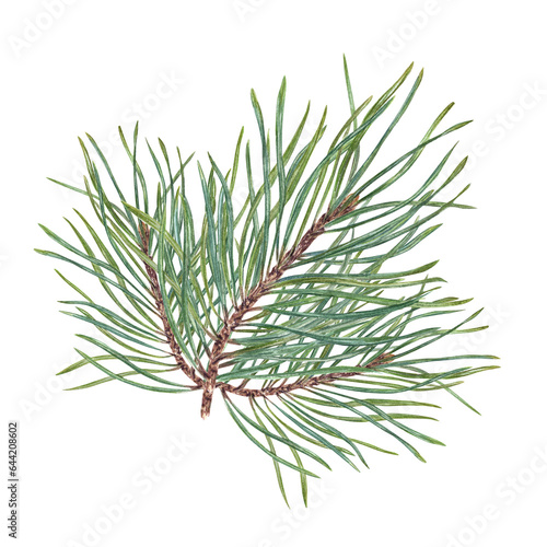 Lush Christmas Pine branch. Cedar, conifer branches. Evergreen plant. Botanical watercolor illustration of green lush sprig. For winter postcard design, Xmas and New Year cards