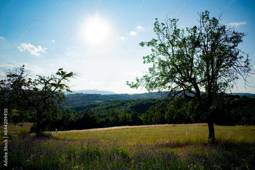 Obraz premium hill tree grass