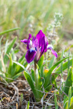 Endangered steppe plant pygmy iris or dwarf iris (Iris pumila), Red Book of Ukraine