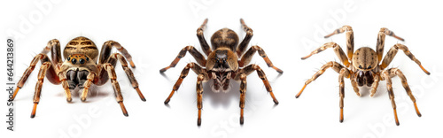 set of brown spiders. isolated against a white background. macro shot. 
