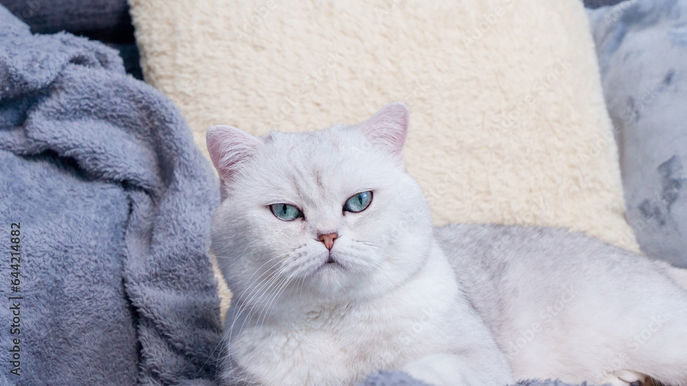 Fluffy kitty looking at camera on green background, front view. Cute young short hair white cat sitting in hands with copy space. Stripped kitten with blue eyes