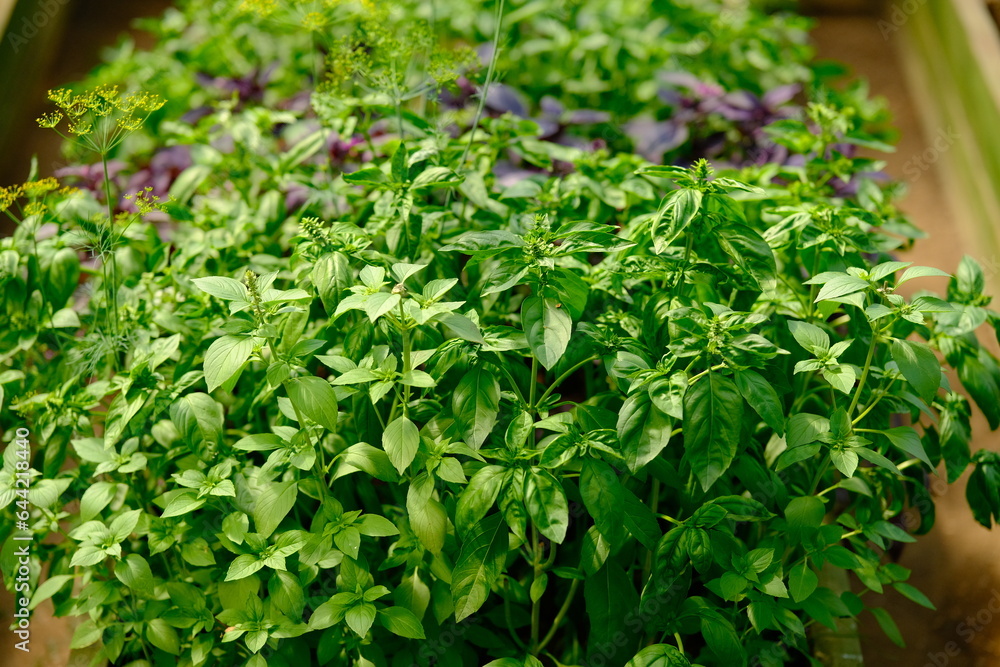 Large green aromatic basil leaves all close together. Fresh basil on the bed in the greenhouse. Green basil. Food background. Large green aromatic basil leaves all close together. Fresh basil on the bed in the greenhouse. Green basil. Food background.