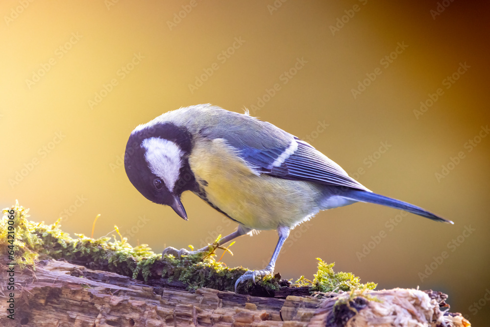 Obraz premium Mésange charbonnière