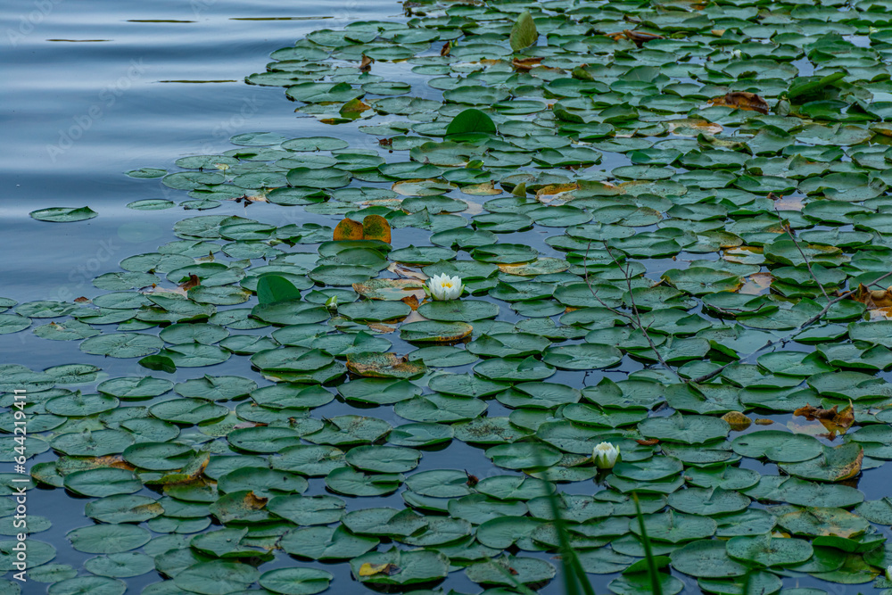 plantas aquáticas na beira do lago