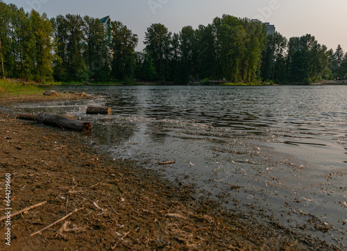 troncos de madeira flutuando no lago em parque no Canadá photo