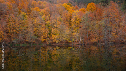 Lake and forest landscape in autumn. Tree leaves in brown, yellow and green colors and tree reflections in water.