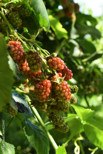 fresh blackberry