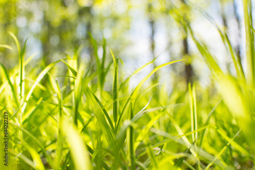 summer field with fresh grass