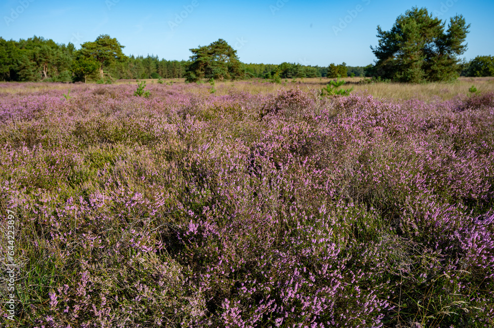 Nature background, green lung of North Brabant, pink blossom of heather plants in de Malpie natural protected forest in August near Eindhoven, the Netherlands