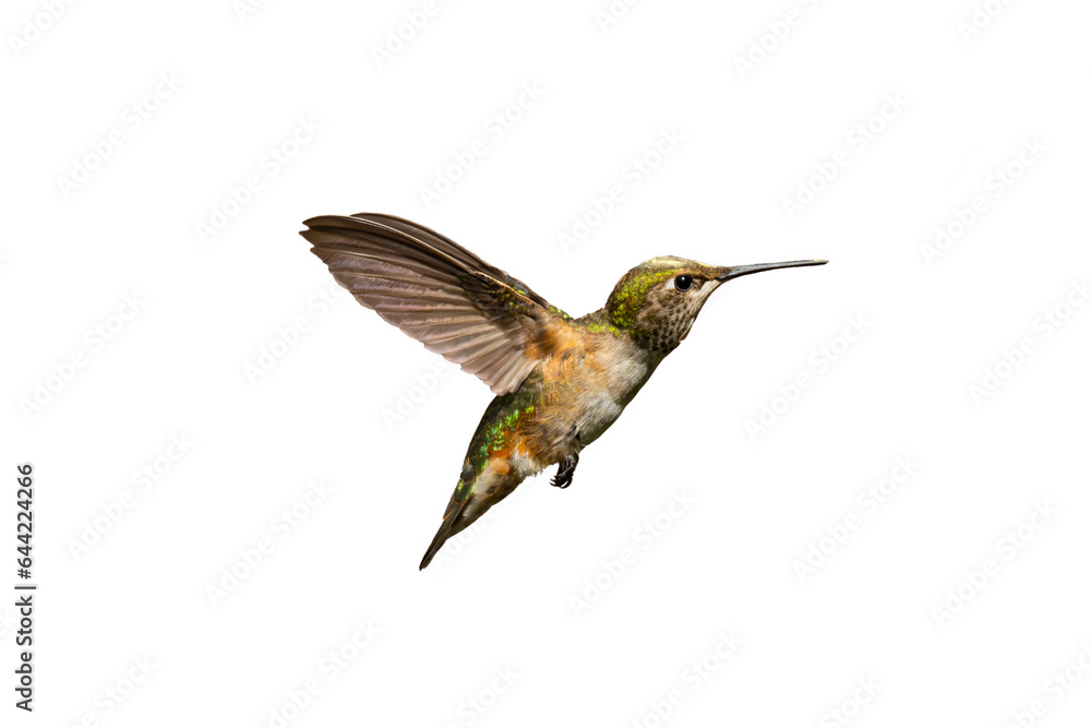 Fototapeta premium Rufous Hummingbird (Selasphorus rufus) Photo, in Flight, on a Transparent Background