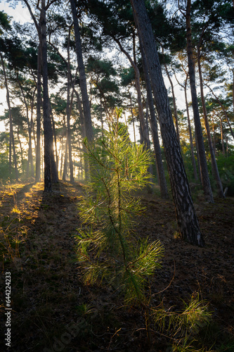 Young pine tree in sunlights. Sunny morning in Nature protected park area De Malpie near Eindhoven  North Brabant  Netherlands. Nature landscapes in Europe.