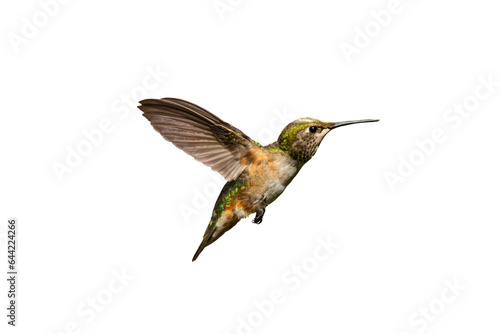 Rufous Hummingbird (Selasphorus rufus) Photo, in Flight, on a Transparent Background