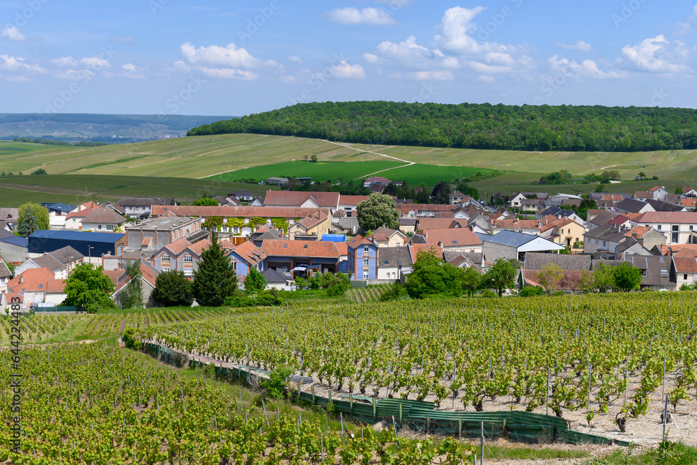 View on green grand cru champagne vineyards near villages Cramant Côte des Blancs area, Champange, France