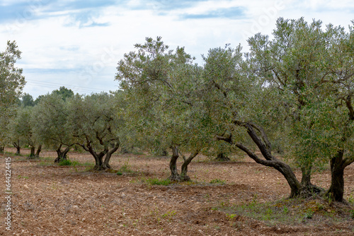 Olive trees growing in Alpilles region, Provence, France. Production of high quality virgin olive oil.