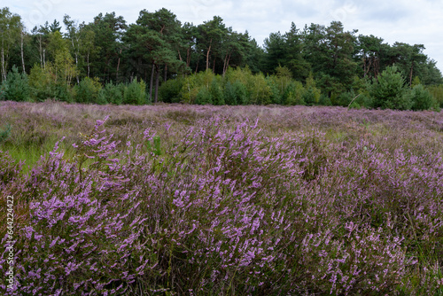 Nature background, green lung of North Brabant, pink blossom of heather plants in Kempen forest in September, the Netherlands