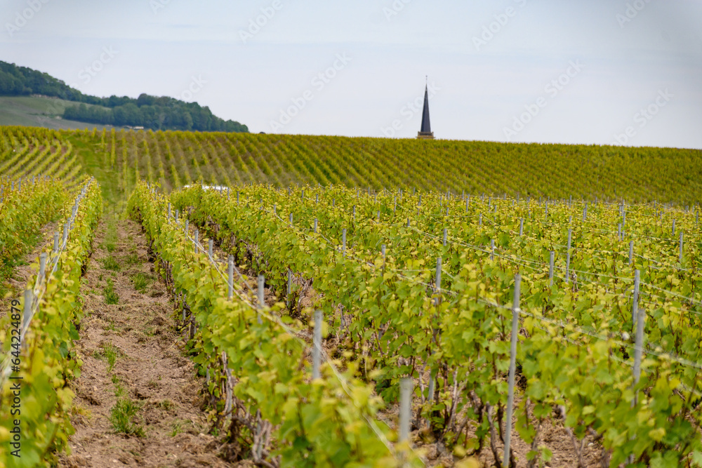 View on green grand cru champagne vineyards near villages Avize and Oger, Côte des Blancs area, Champange, France