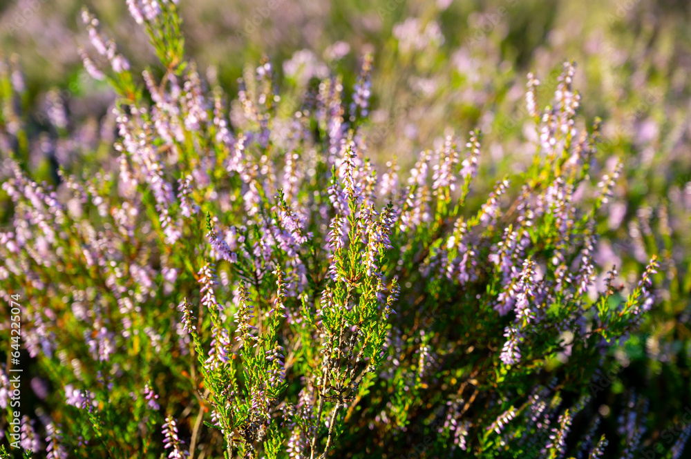 Obraz premium Nature background, green lung of North Brabant, pink blossom of heather plants in de Malpie natural protected forest in August near Eindhoven, the Netherlands