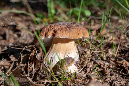King of tasty edible mushrooms, boletus edulis porcini cepe growing in forest