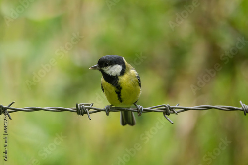 Great tit on barbed wire