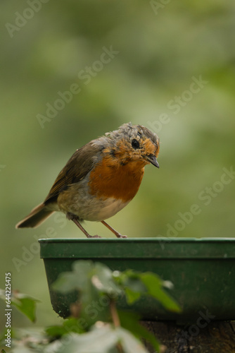 Robin on a food table © louisekaaye