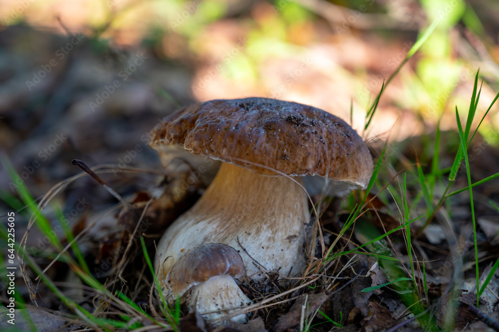 Fototapeta premium King of tasty edible mushrooms, boletus edulis porcini cepe growing in forest