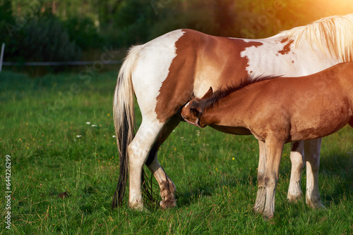 Small foal drinks some milk from his mother. Baby colt suck milk from mother horse on a green hill. A mare patiently suckles her pony.