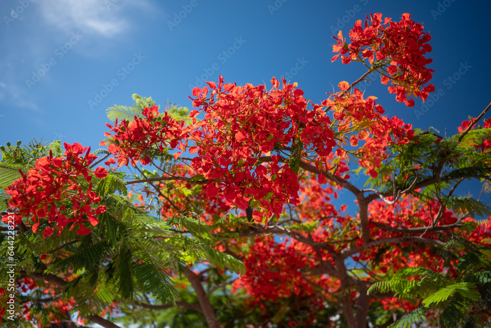 Red flowers on blue sky background. Sunlit closeup of Delonix regia Red flowers on blue sky background. Sunlit closeup of Delonix regia