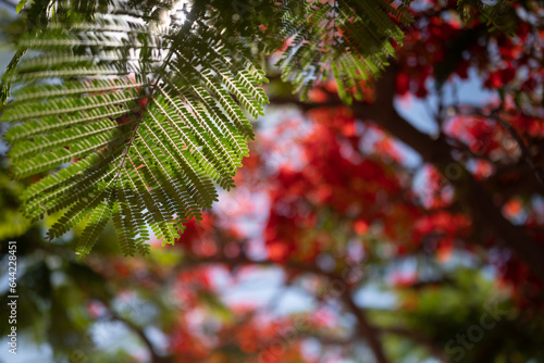 Red flowers on blue sky background with sunshine through its green leaves