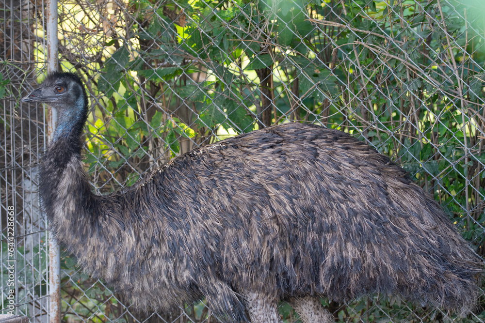 Emu is a bird of the cassowary order, the largest Australian bird large ...