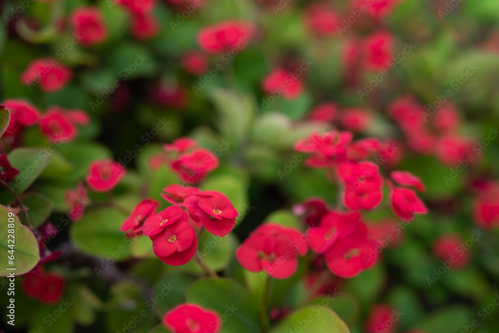 Red flower background of Crown of thorns or Christ plant among green leaves