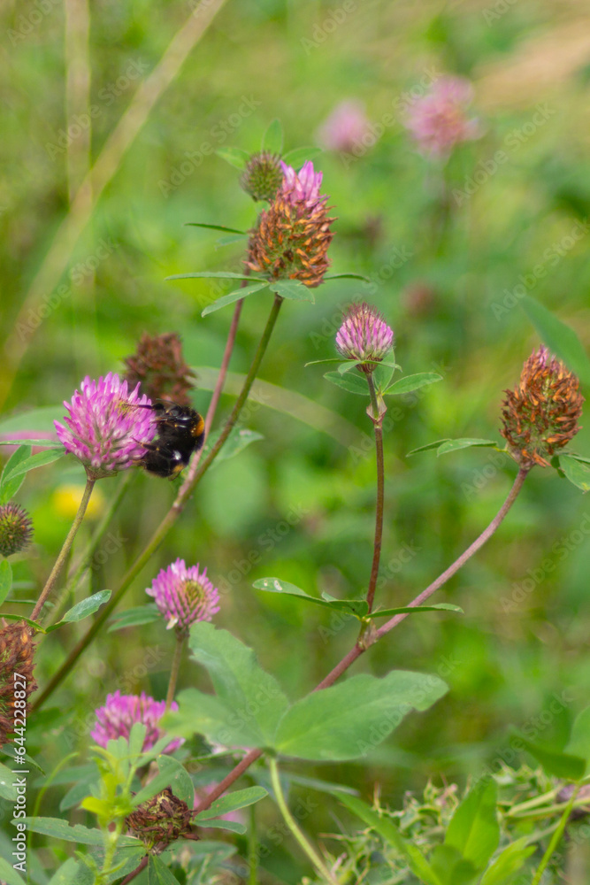 Wild clover flowers creating a great environment for bumblebees to collect pollen and help nature thrive. Wild clover flowers creating a great environment for bumblebees to collect pollen and help nature thrive.