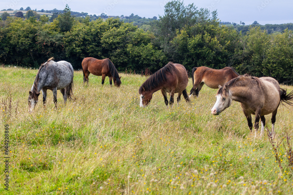 Herd of small horses ponies grazing happily in field in rural Shropshire UK on a summers day. Herd of small horses ponies grazing happily in field in rural Shropshire UK on a summers day.