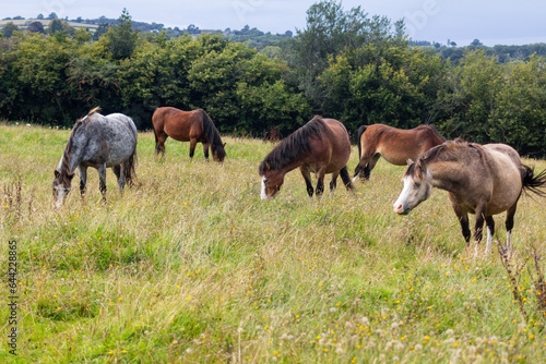 Herd of small horses ponies grazing happily in field in rural Shropshire UK on a summers day. © Eileen