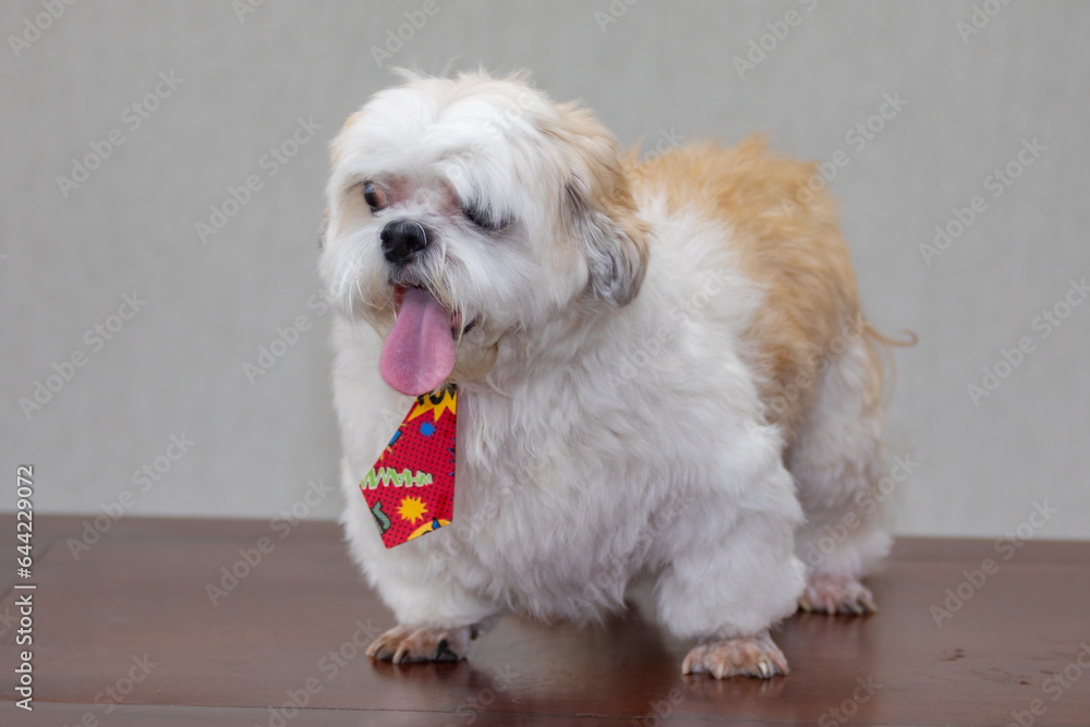 Cute adult puppy of shitzu breed in selective focus Cute adult puppy of shitzu breed in selective focus