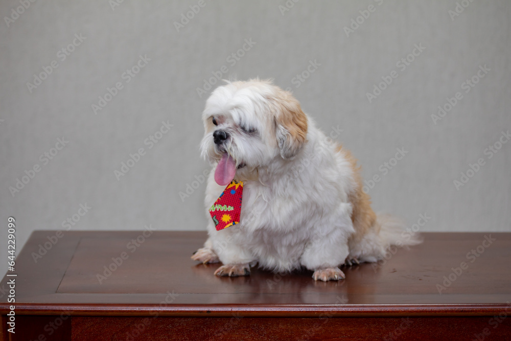 Cute adult puppy of shitzu breed in selective focus Cute adult puppy of shitzu breed in selective focus