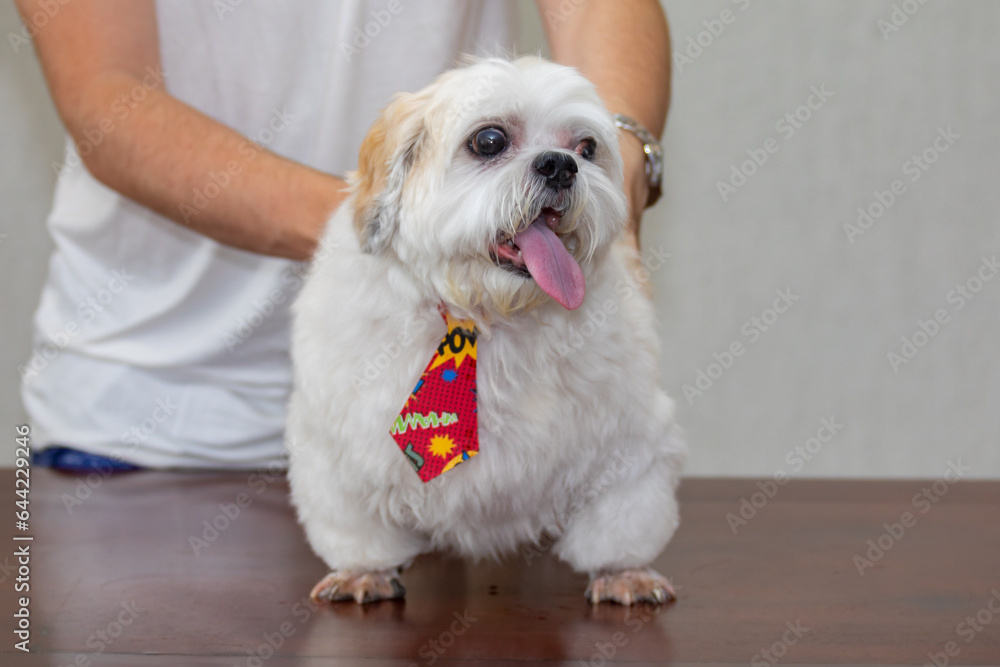 Cute adult puppy of shitzu breed in selective focus Cute adult puppy of shitzu breed in selective focus