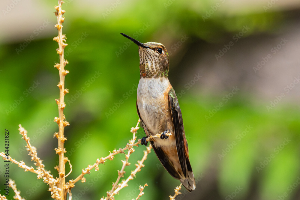 Naklejka premium Rufous Hummingbird (Selasphorus rufus) Perched