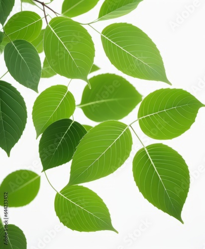 Green leaves on white