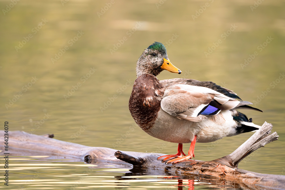 Fototapeta premium Juvenile Male Mallard