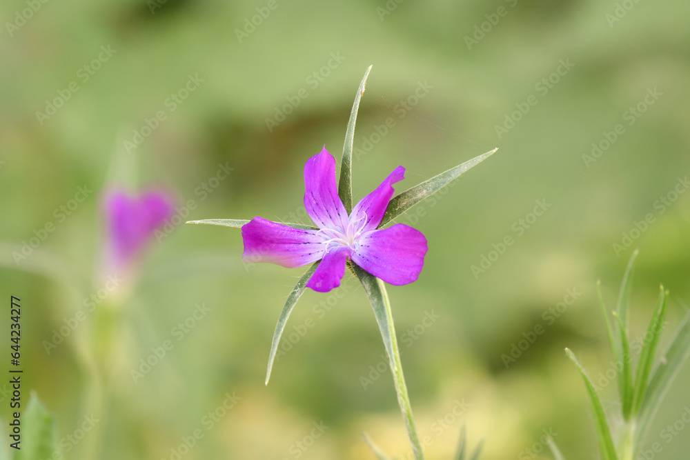Agrostemma githago, developed purple flower on a green stem, summer sunny day. Agrostemma githago, developed purple flower on a green stem, summer sunny day.