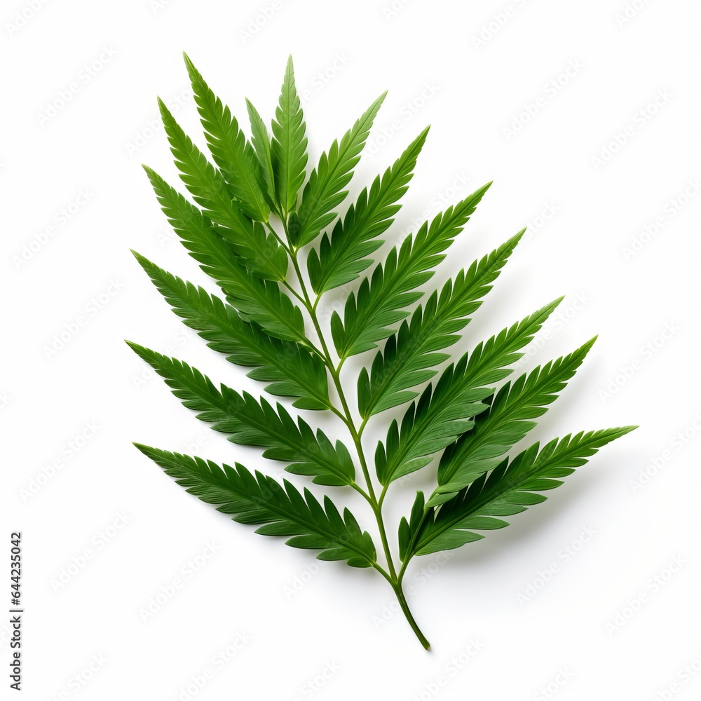 Fototapeta premium Photo of Cedar Leaf isolated on a white background