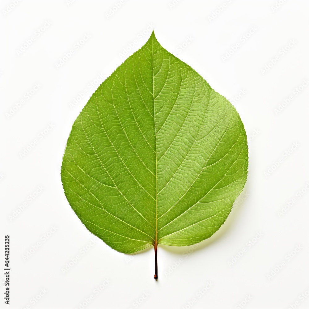 Obraz premium Photo of Dogwood Leaf isolated on a white background