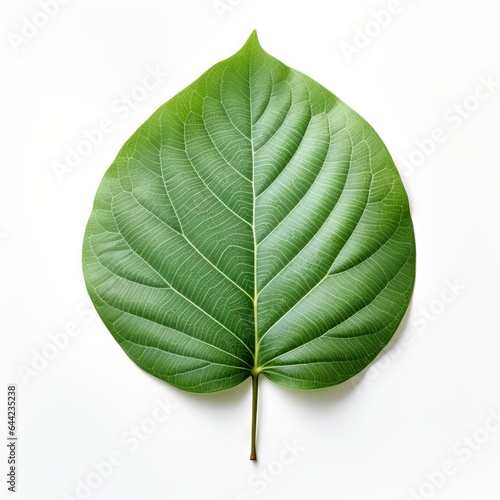Photo of Dogwood Leaf isolated on a white background