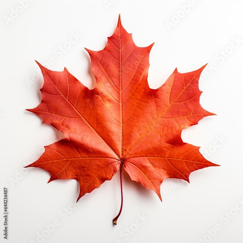Photo of Maple Leaf isolated on a white background