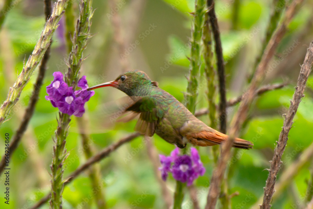 Fototapeta premium Rufous-tailed-hummingbird, Amazilia tzacatl