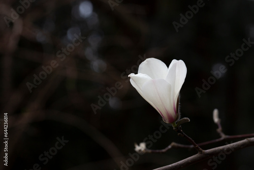 blossoming Magnolia kobus flower close-up in spring