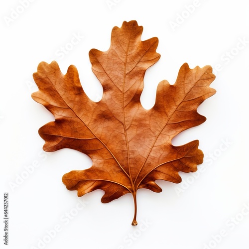 Photo of Oak Leaf isolated on a white background