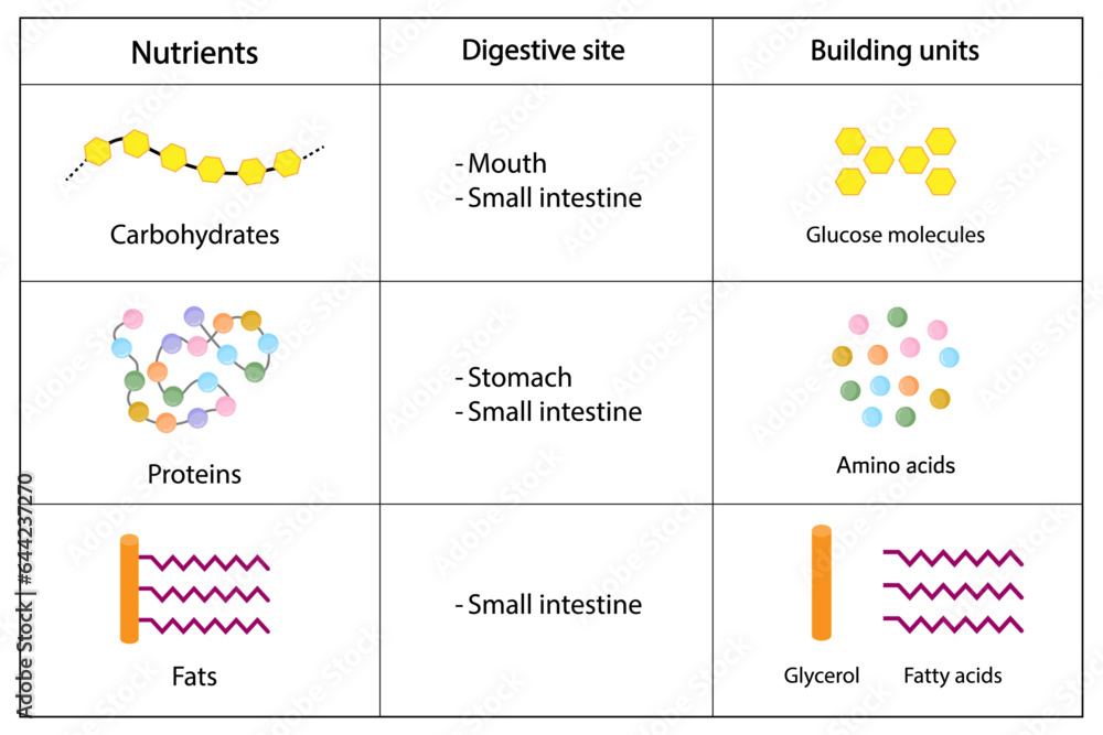 Nutrients, carbohydrates, lipids and proteins. Digestive and absorption