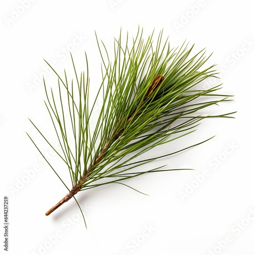 Photo of Pine Needle isolated on a white background
